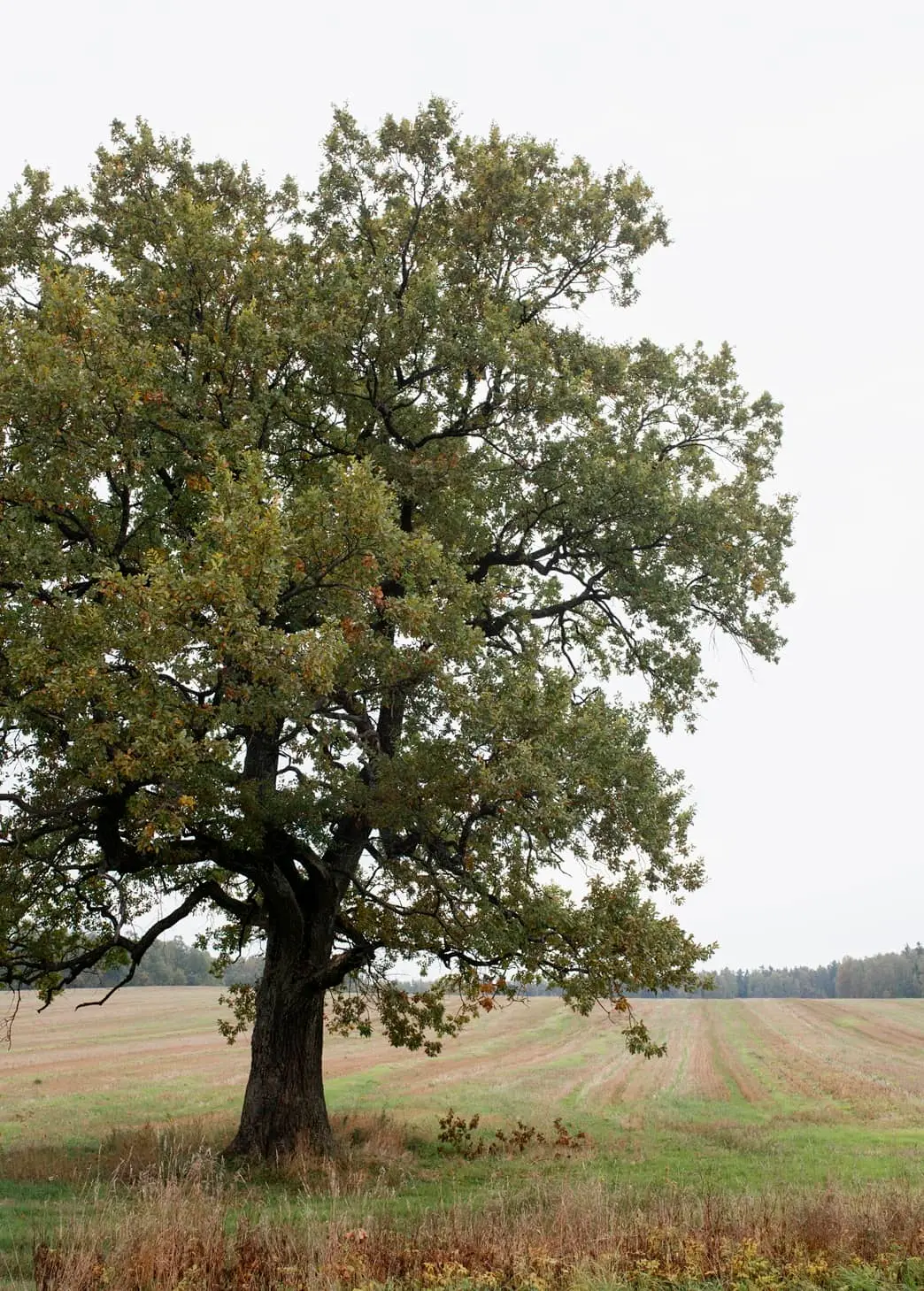 oak tree